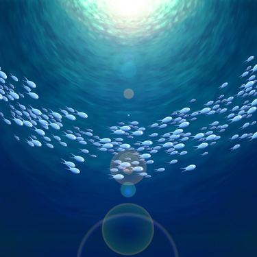FISH PRINTS