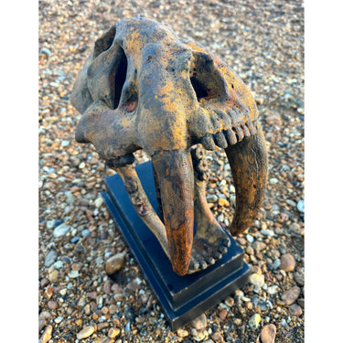 STONE AGE SABRE TOOTH TIGER SKULL ON BASE