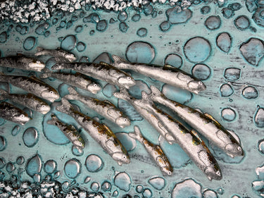 IRIDESCENT SILVER FISH SHOAL ON BRONZE WALL PANEL BY DANIEL LAURENCE