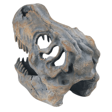 SMALL T-REX SKULL
