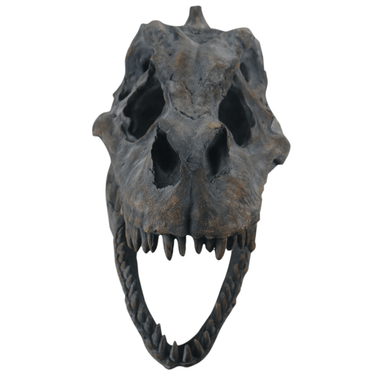 MEDIUM T-REX SKULL