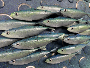 MACKEREL SHOAL WALL PANEL BY DANIEL LAURENCE