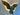 ILLUMINATED GOLD WINGED ANGEL WALL STATUE